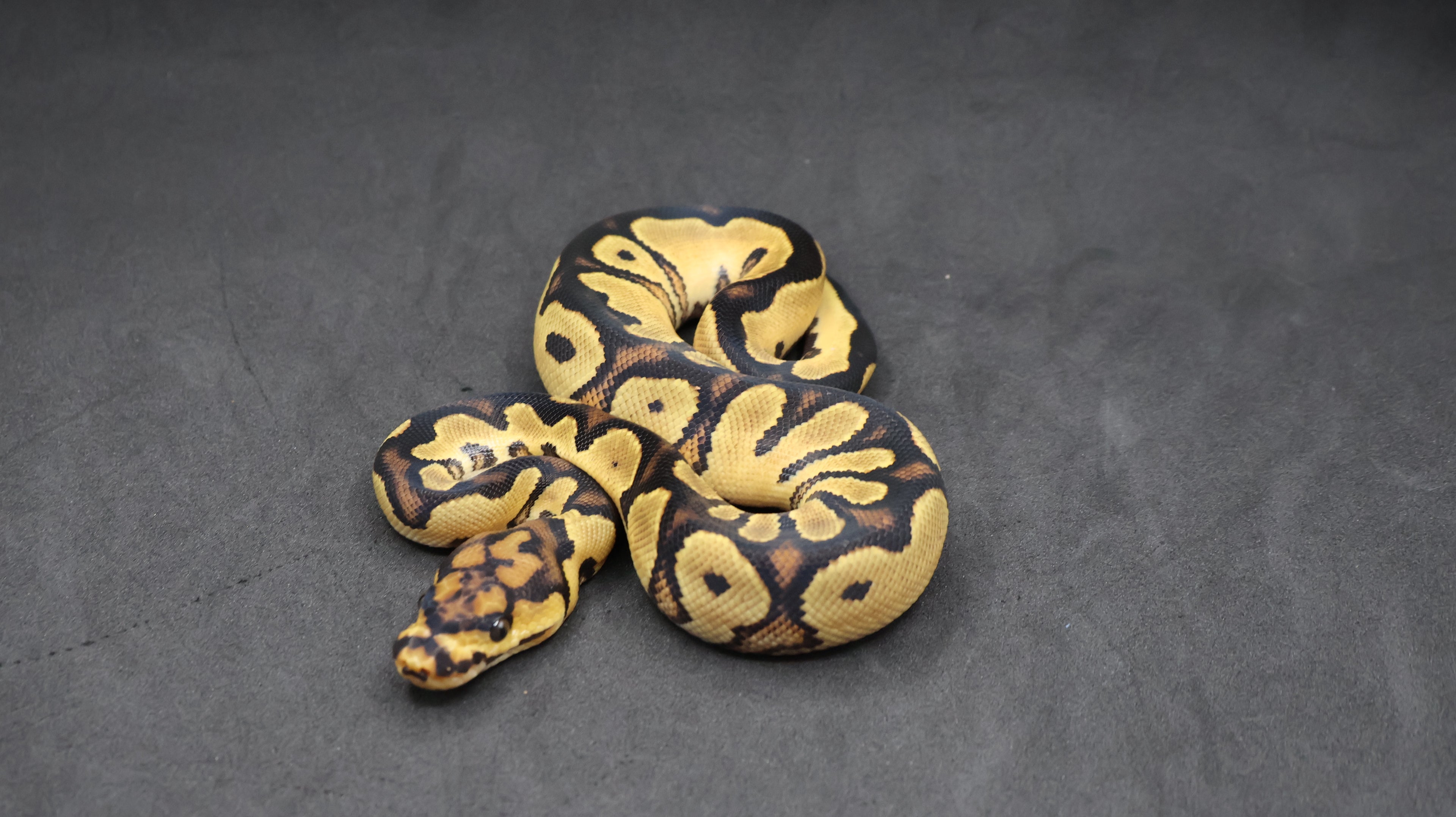 PITON BOLA MACHO ORANGE DREAM YELLOWBELLY CLOWN
