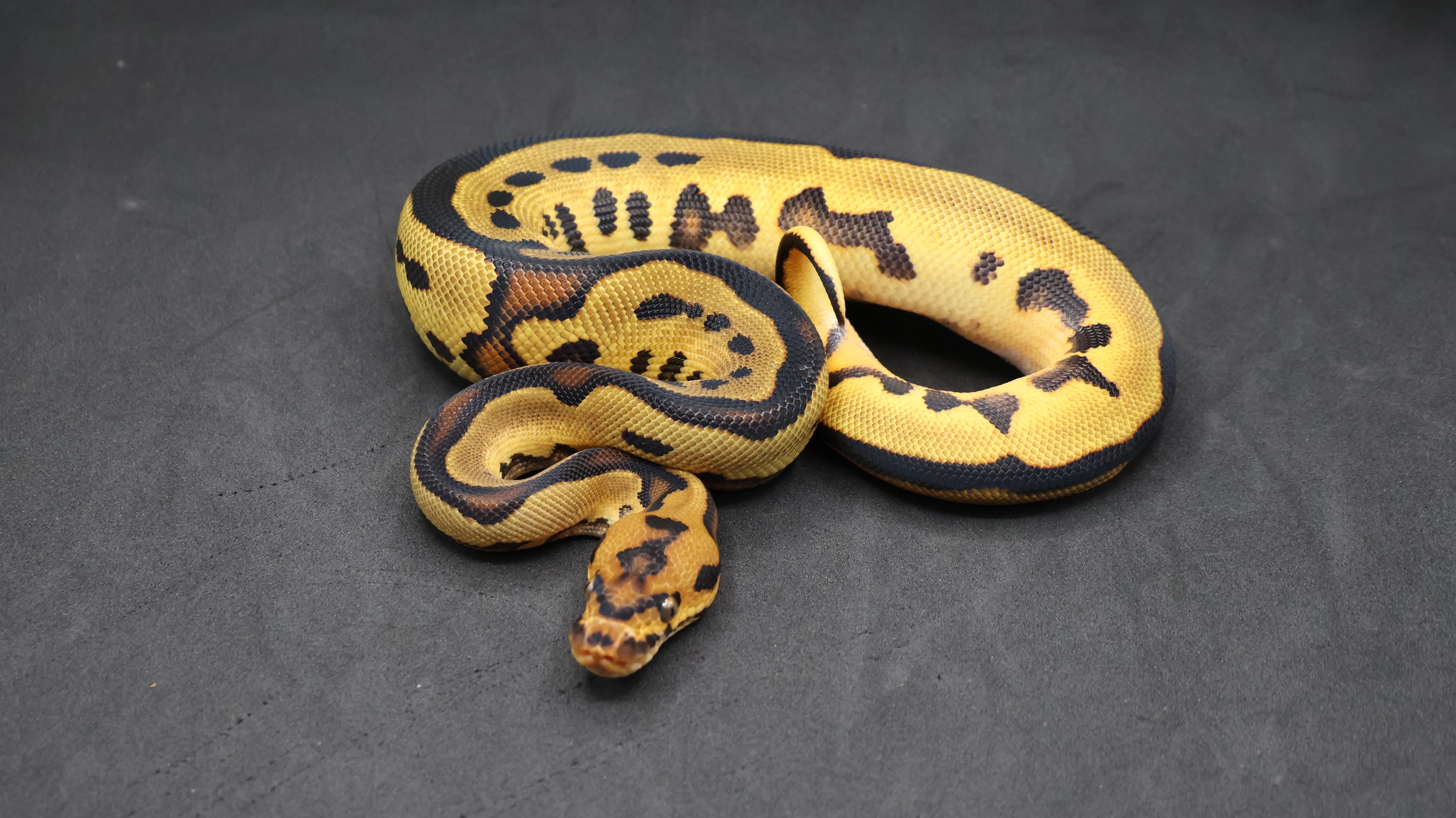 PITON BOLA MACHO ENCHI ORANGE DREAM YELLOWBELLY LEOPARD CLOWN