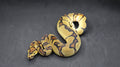 PITON BOLA MACHO ENCHI ORANGE DREAM CLOWN HET PIED