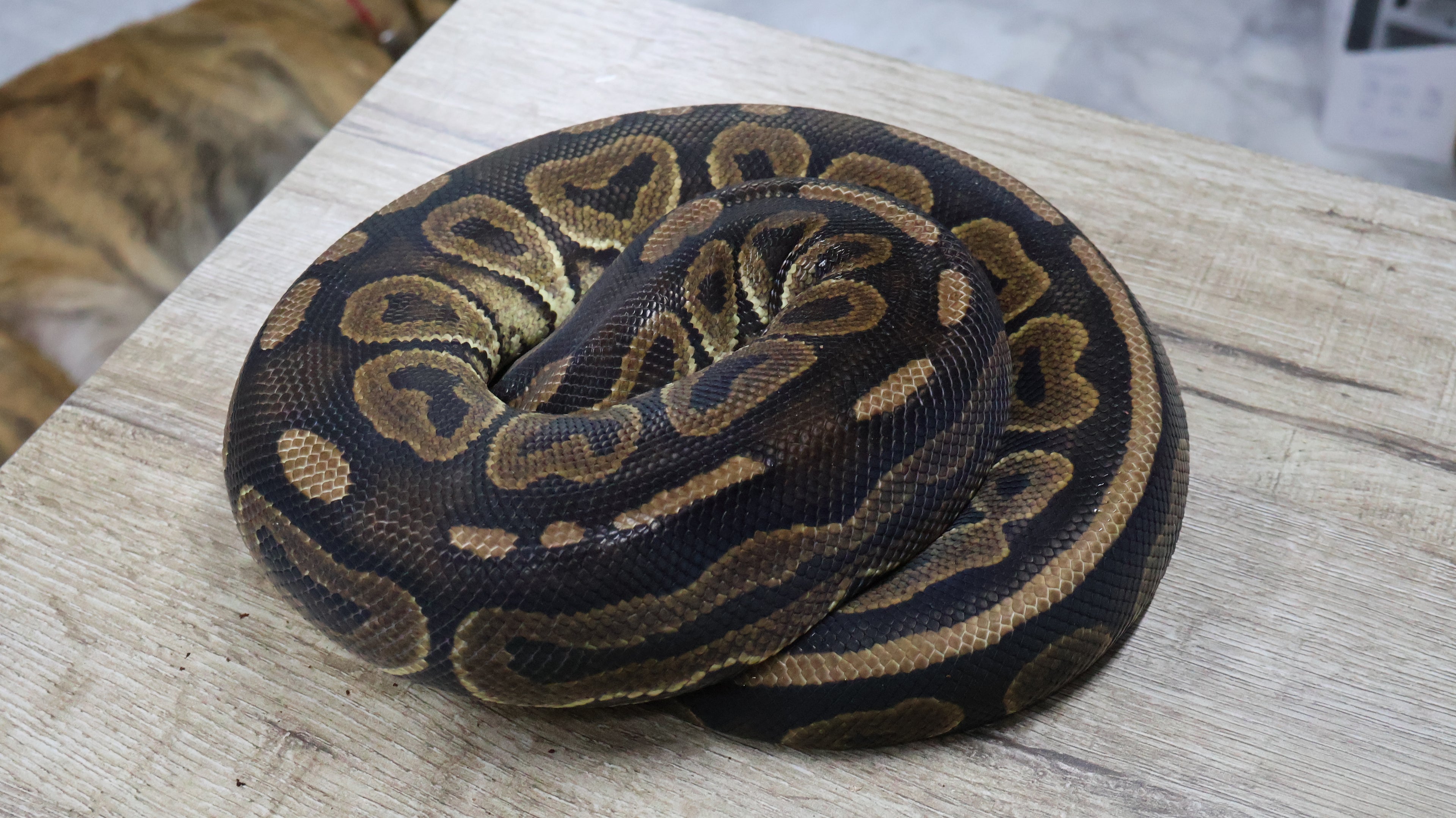 PITON BOLA HEMBRA ADULTA CINNAMON HET CLOWN