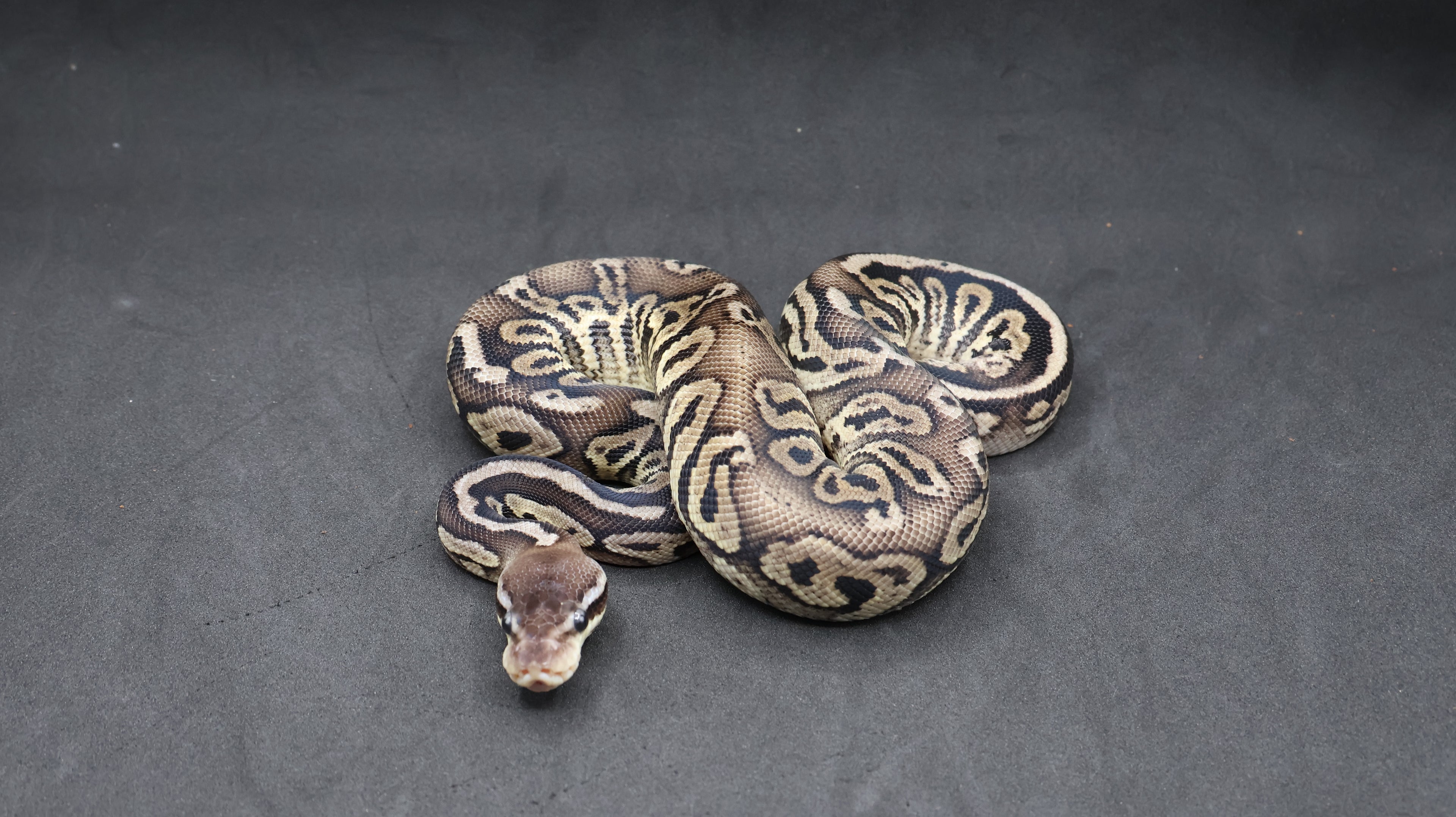 PITON BOLA MACHO BLACK PEWTER (BLACK PASTEL + PASTEL) DH VPI AXANTHIC/DESERT GHOST