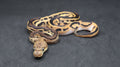 PITON BOLA MACHO BLACK PASTEL LEOPARD ORANGE DREAM CLOWN POSS HET PIED