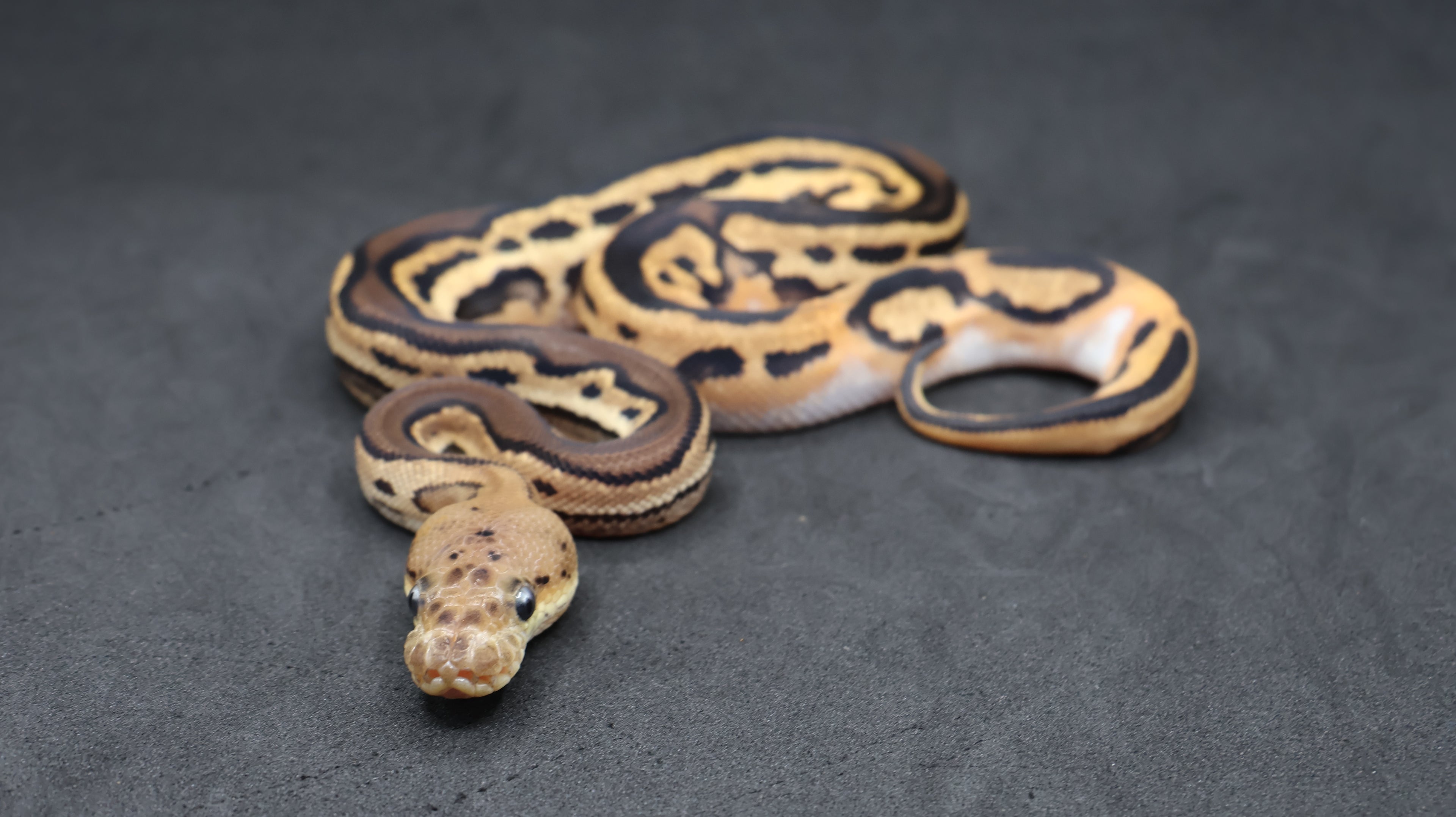 PITON BOLA MACHO BLACK PASTEL LEOPARD ORANGE DREAM CLOWN POSS HET PIED