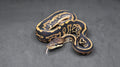 PITON BOLA HEMBRA BLACK PASTEL LEOPARD ORANGE DREAM POSS YB HET CLOWN POSS HET PIED