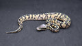 PITON BOLA MACHO SUPER PASTEL DH DESERT GHOST /VPI AXANTHIC
