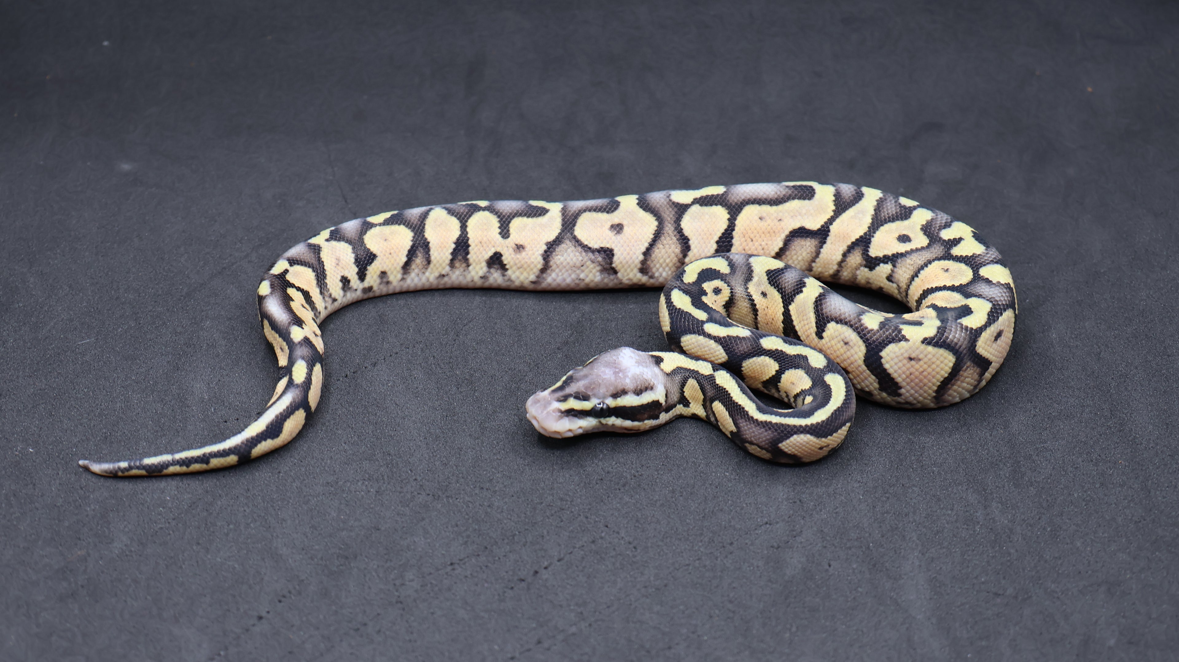 PITON BOLA MACHO SUPER PASTEL DH DESERT GHOST /VPI AXANTHIC
