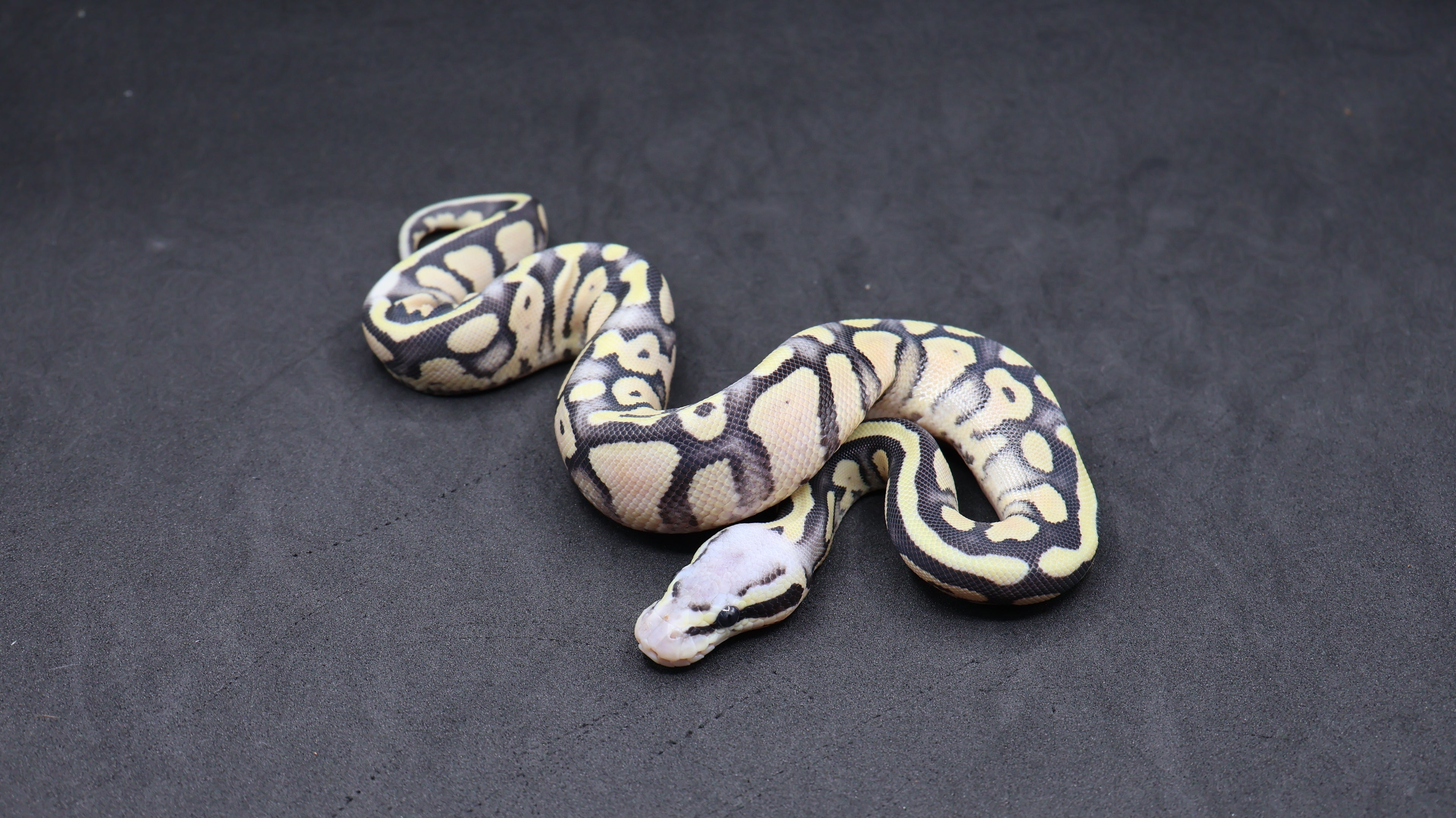 PITON BOLA MACHO SUPER PASTEL DESERT GHOST HET VPI AXANTHIC