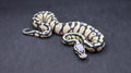 PITON BOLA MACHO SUPER PASTEL DESERT GHOST HET VPI AXANTHIC