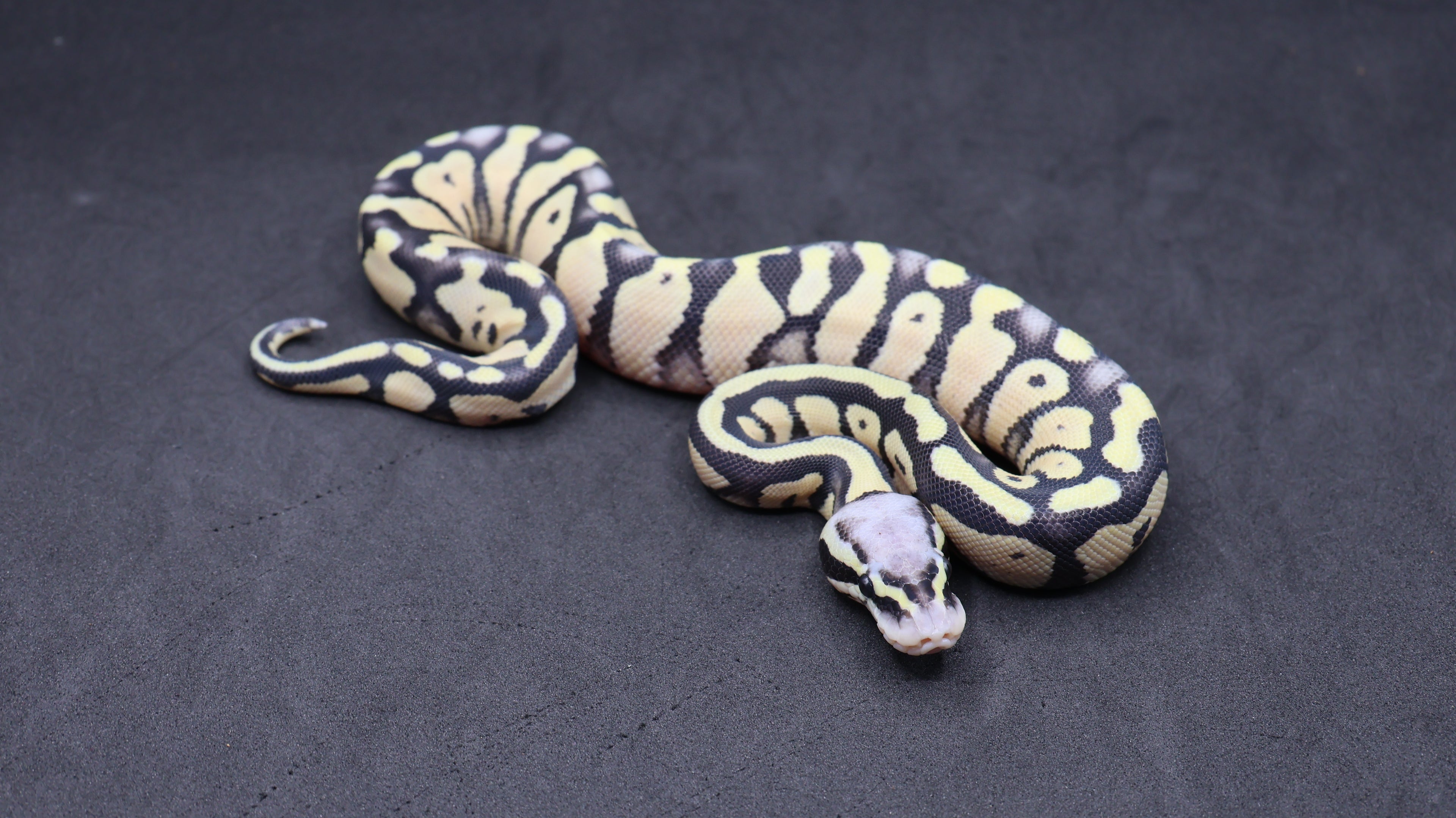 PITON BOLA MACHO SUPER PASTEL DESERT GHOST HET VPI AXANTHIC