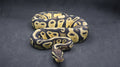 PITON BOLA HEMBRA BLACKHEAD PASTEL HET PIED