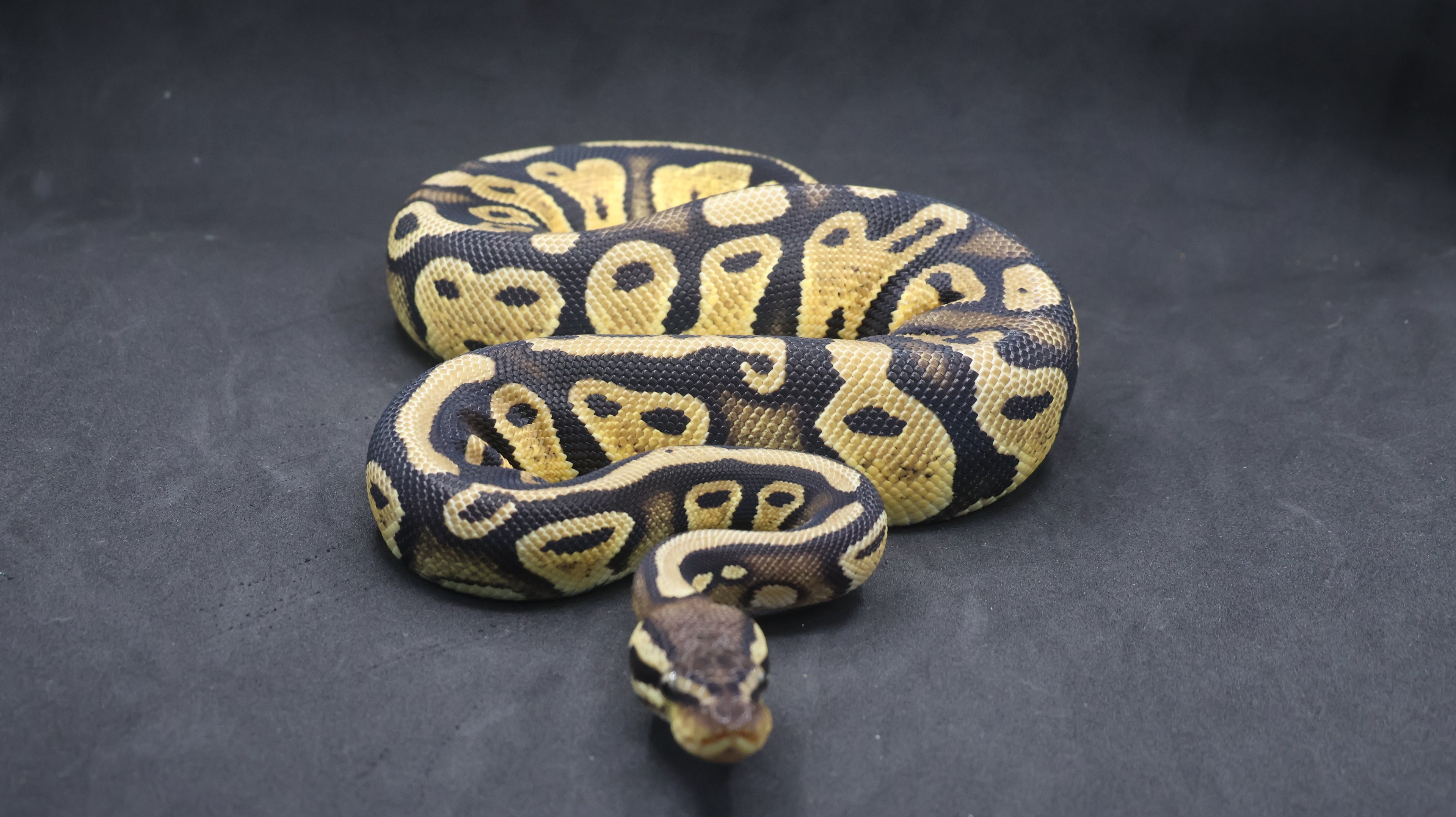 PITON BOLA HEMBRA BLACKHEAD PASTEL HET PIED