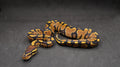 PITON BOLA HEMBRA YELLOWBELLY O ASPHALT POSS HET CLOWN/HYPO