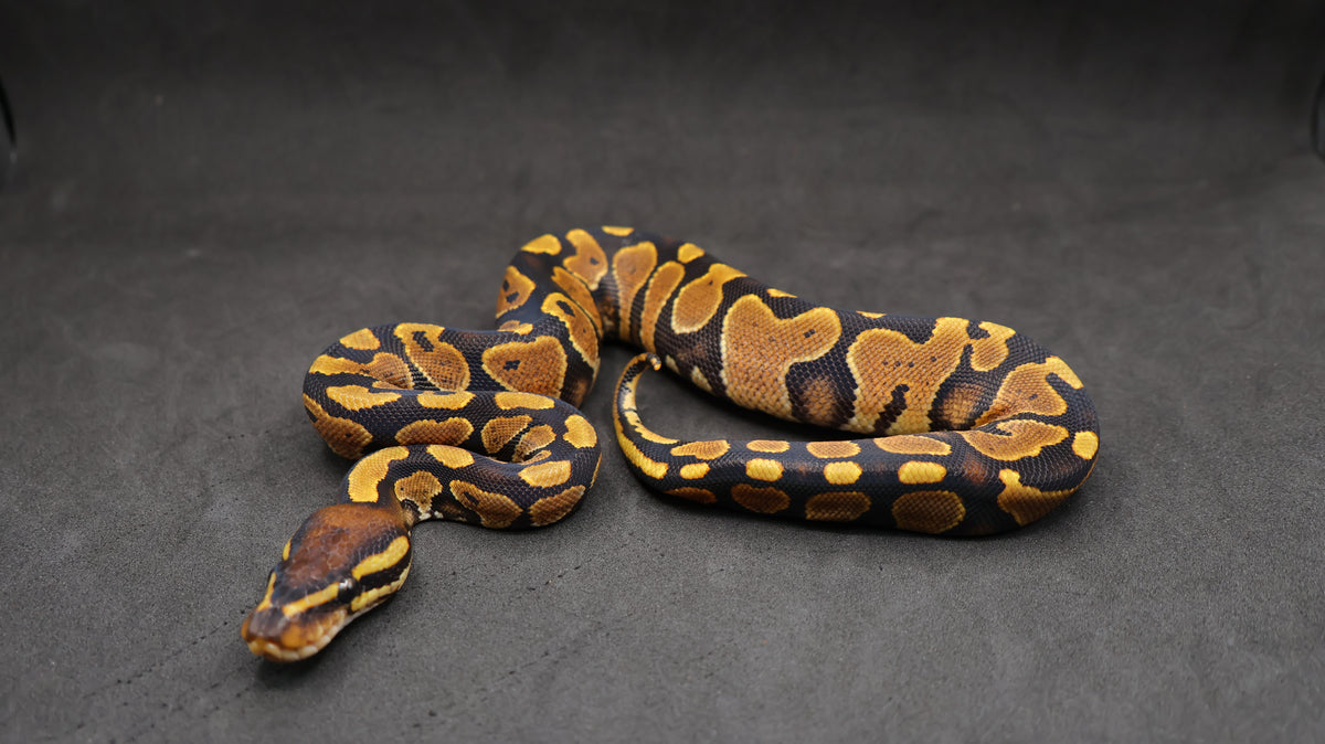 PITON BOLA HEMBRA YELLOWBELLY O ASPHALT POSS HET CLOWN/HYPO