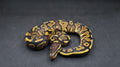 PITON BOLA HEMBRA  YELLOWBELLY O ASPHALT POS HET CLOWN/HYPO