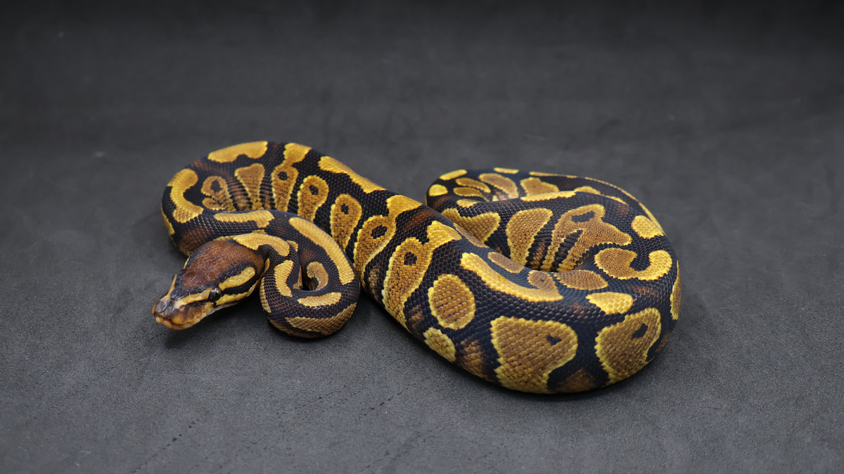 PITON BOLA HEMBRA YELLOWBELLY  O ASPHALT POSS HET CLOWN/HYPO