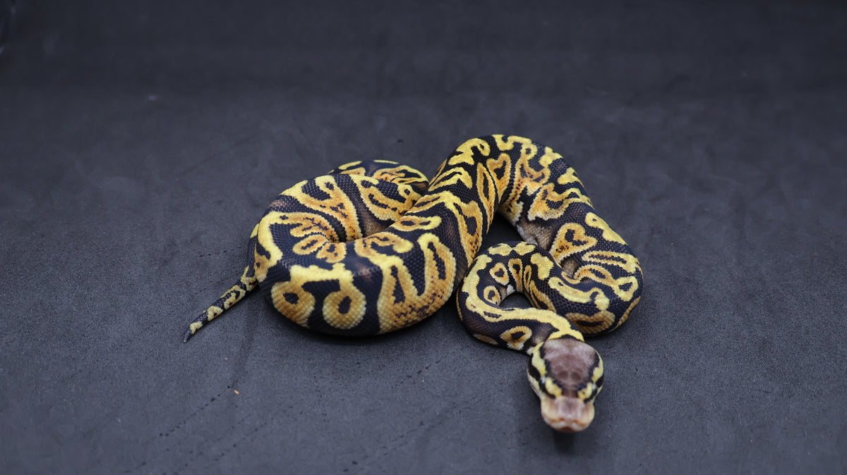 PITON BOLA HEMBRA GHI PASTEL DH CLOWN/SUNSET