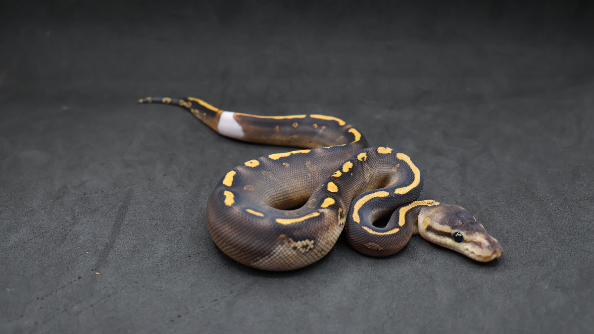 PITON BOLA MACHO GHI WOOKIE BLACK PASTEL SPECIAL YELLOWBELLY TH DG/HYPO/CLOWN