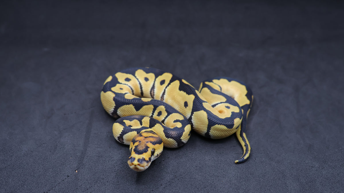 PITON BOLA MACHO DESERT GHOST CLOWN