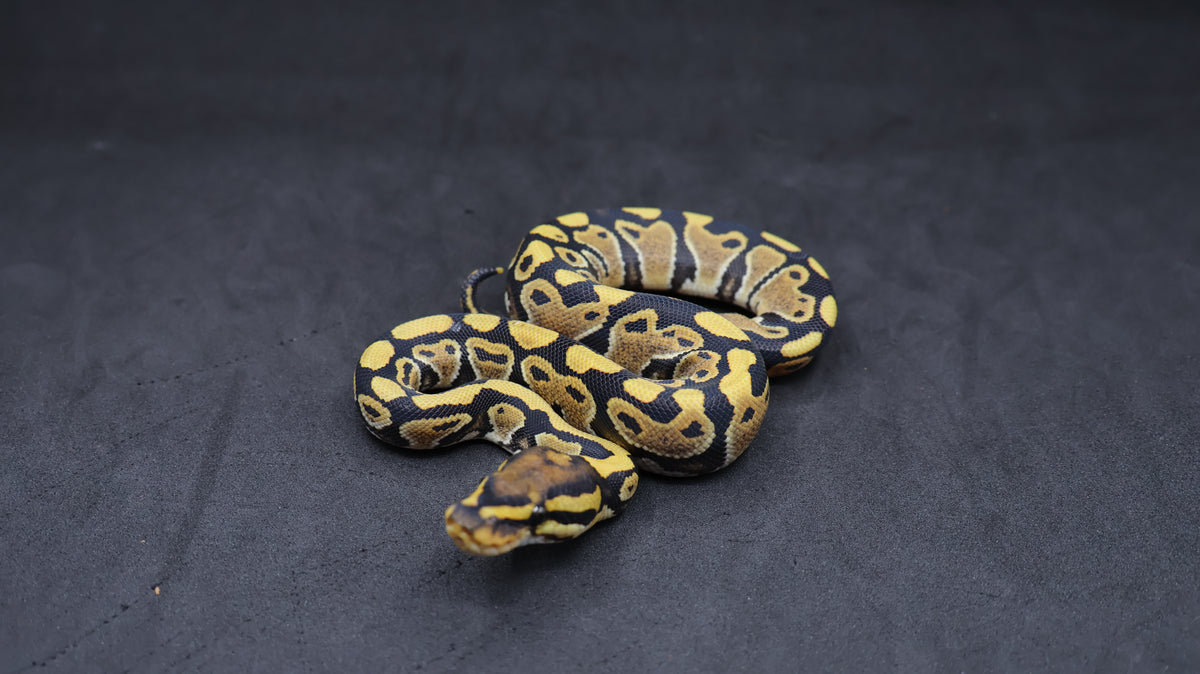 PITON BOLA HEMBRA DESERT GHOST HET CLOWN/HYPO