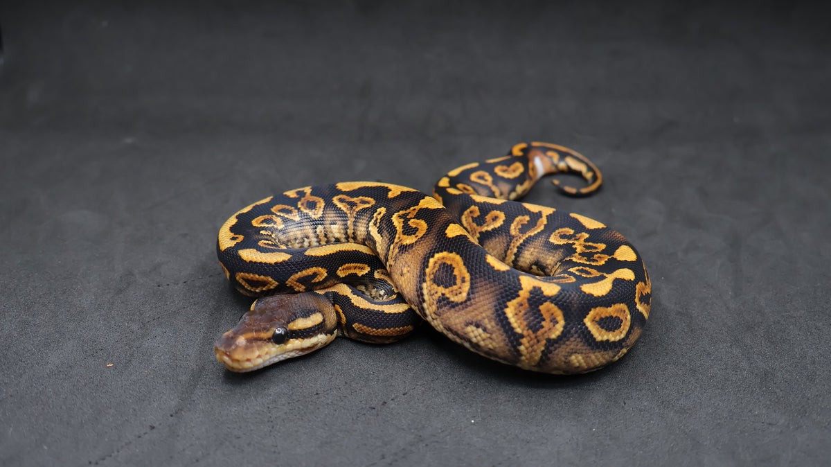 PITON BOLA BLACK PASTEL YELLOWBELLY DH DESERT GHOST /CLOWN