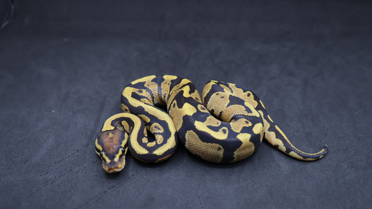 PITON BOLA MACHO FIRE DH DESERT GHOST / CLOWN POSS HET HYPO