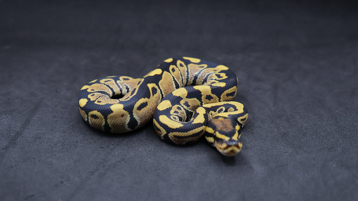 PITON BOLA MACHO DESERT GHOST HET CLOWN POSS HET HYPO
