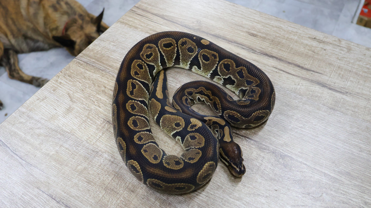 PITON BOLA MACHO  ADULTO HET RED AXANTHIC HET TRISTRIPE