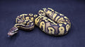 PITON BOLA MACHO FIRE PASTEL MAHOGANY HET MONARCH POSS HET PIED