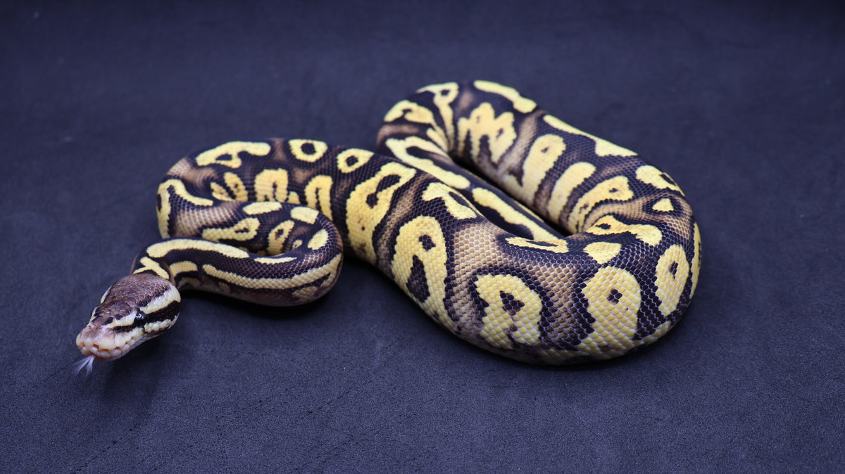 PITON BOLA MACHO FIRE PASTEL MAHOGANY HET MONARCH POSS HET PIED