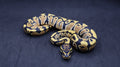 PITON BOLA MACHO DESERT GHOST HET PIED