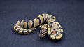 PITON BOLA HEMBRA DESERT GHOST HET PIED