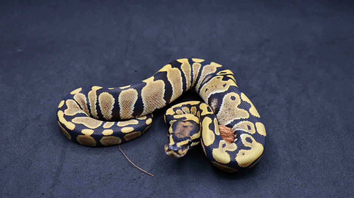 PITON BOLA HEMBRA DESERT GHOST HET PIED