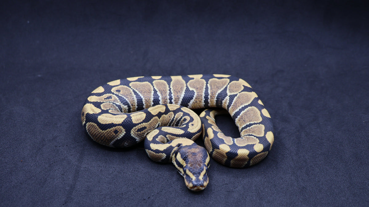 PITON BOLA MACHO DESERT GHOST HET PIED