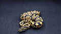 PITON BOLA MACHO ORANGE DREAM DESERT GHOST HET PIED