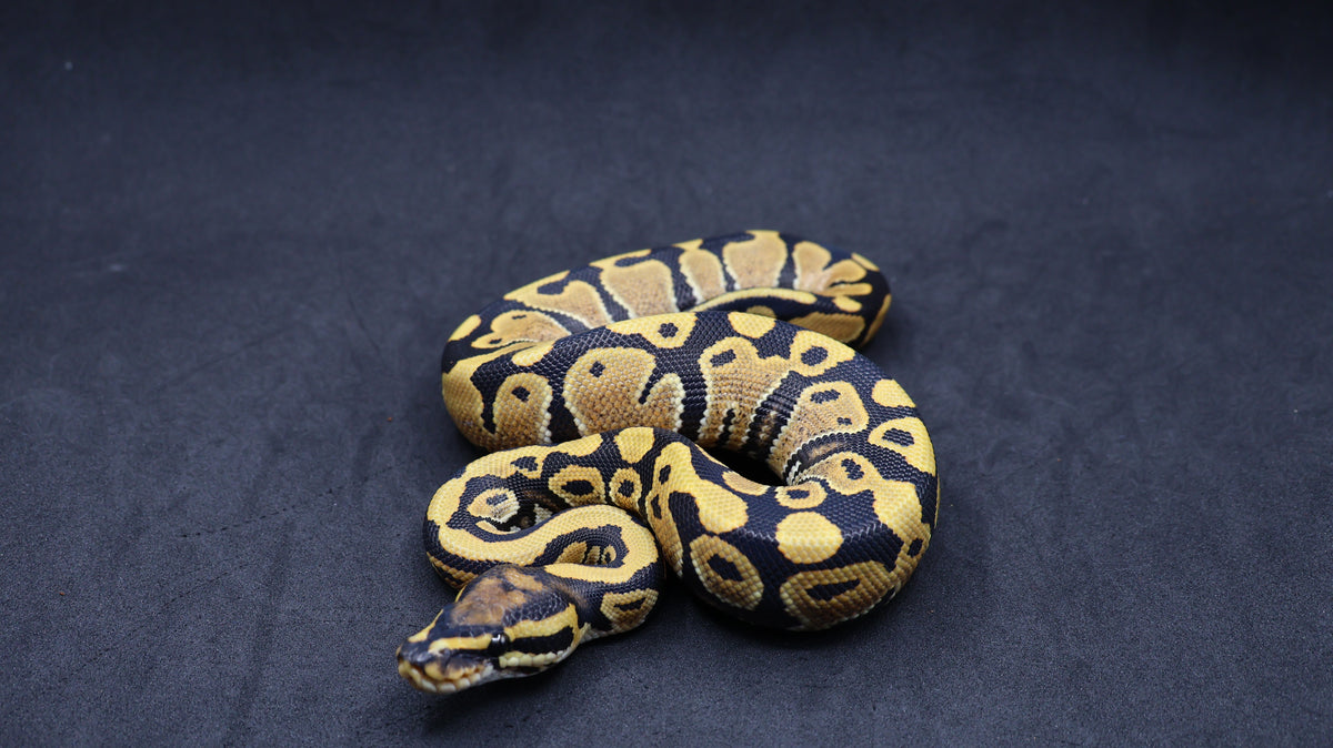 PITON BOLA MACHO ORANGE DREAM DESERT GHOST HET PIED