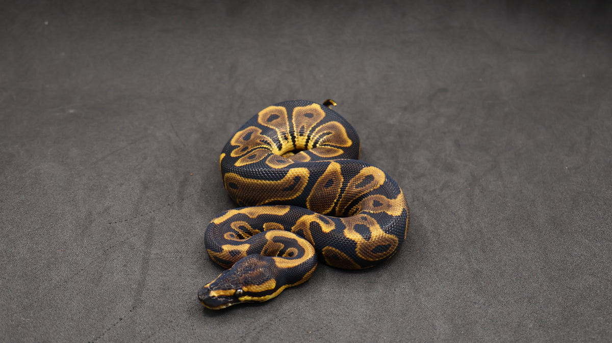 PITON BOLA HEMBRA  LEOPARD HET MONARCH /PIED