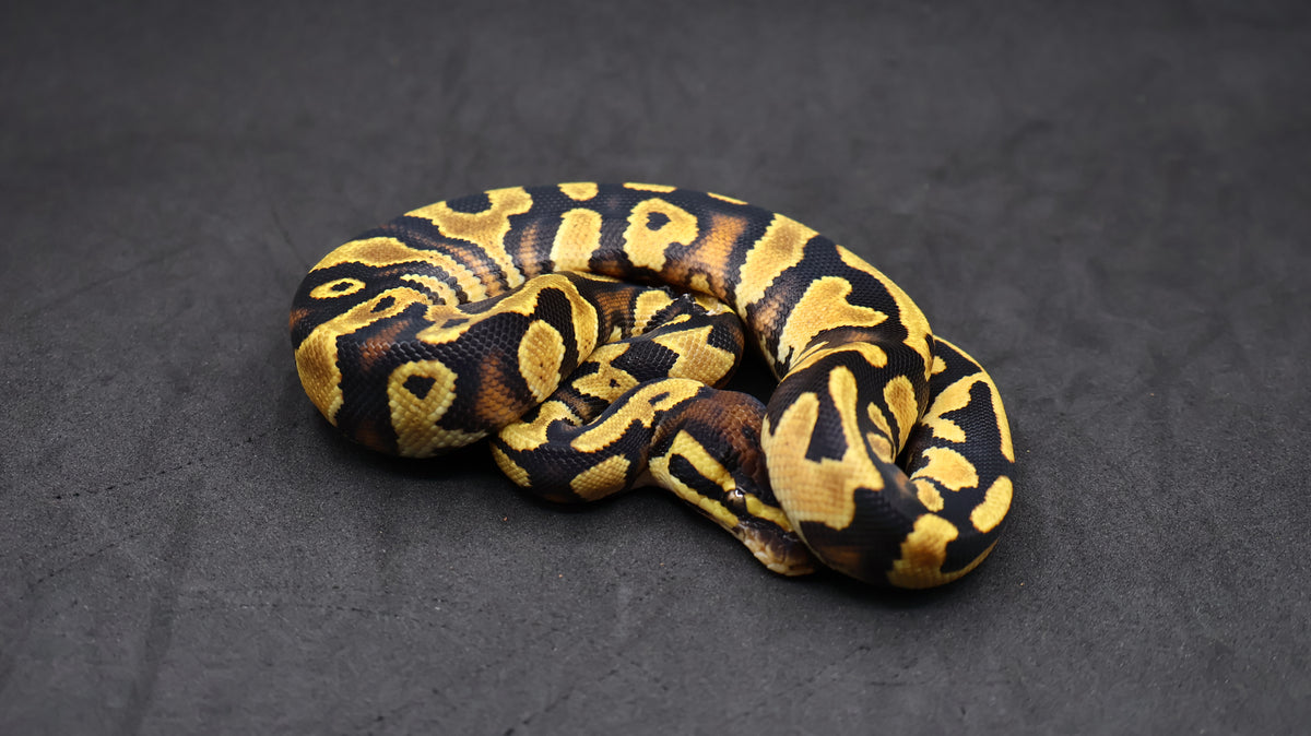 PITON BOLA HEMBRA ORANGE DREAM YELLOWBELLY HET CLOWN POSS HET PIED