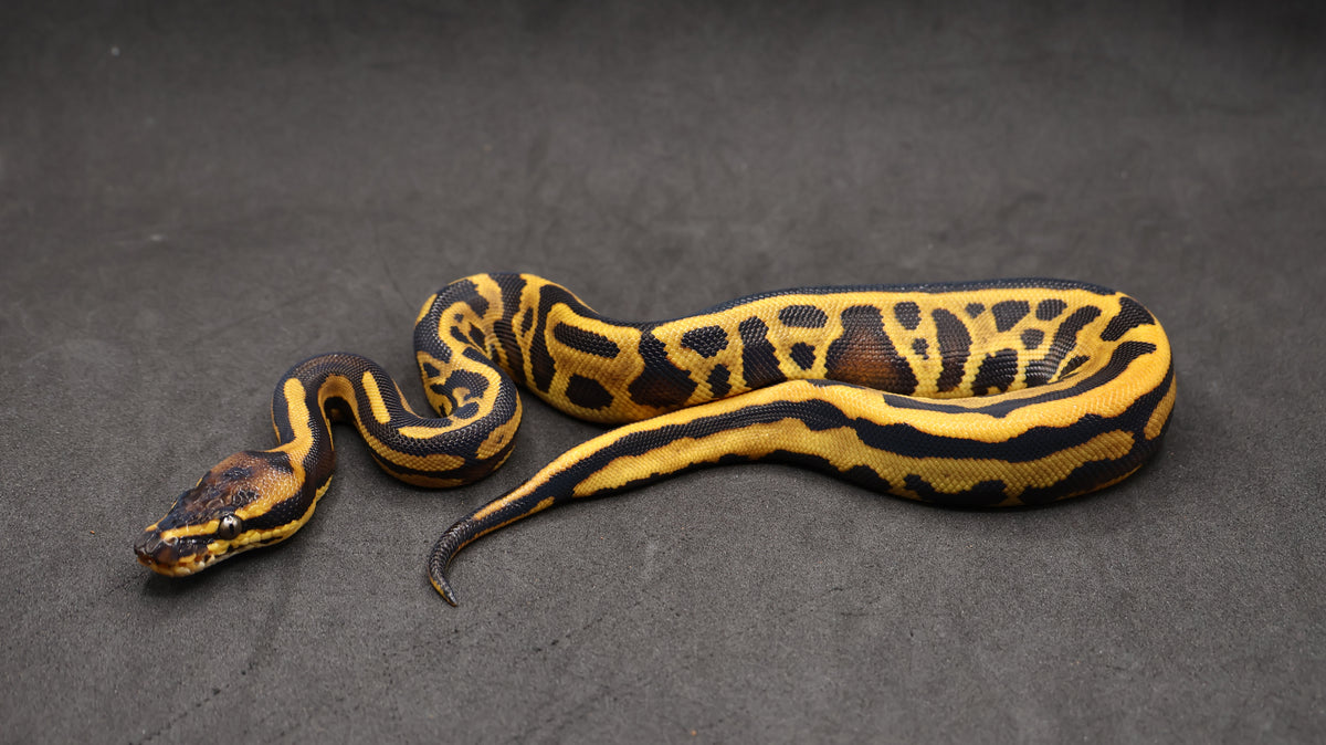 PITON BOLA HEMBRA ORANGE DREAM LEOPARD YELLOWBELLY HET CLOWN POSS HET PIED