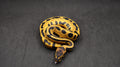 PITON BOLA HEMBRA ORANGE DREAM (POSS SOD) LEOPARD YELLOWBELY HET CLOWN POSS HET PIED