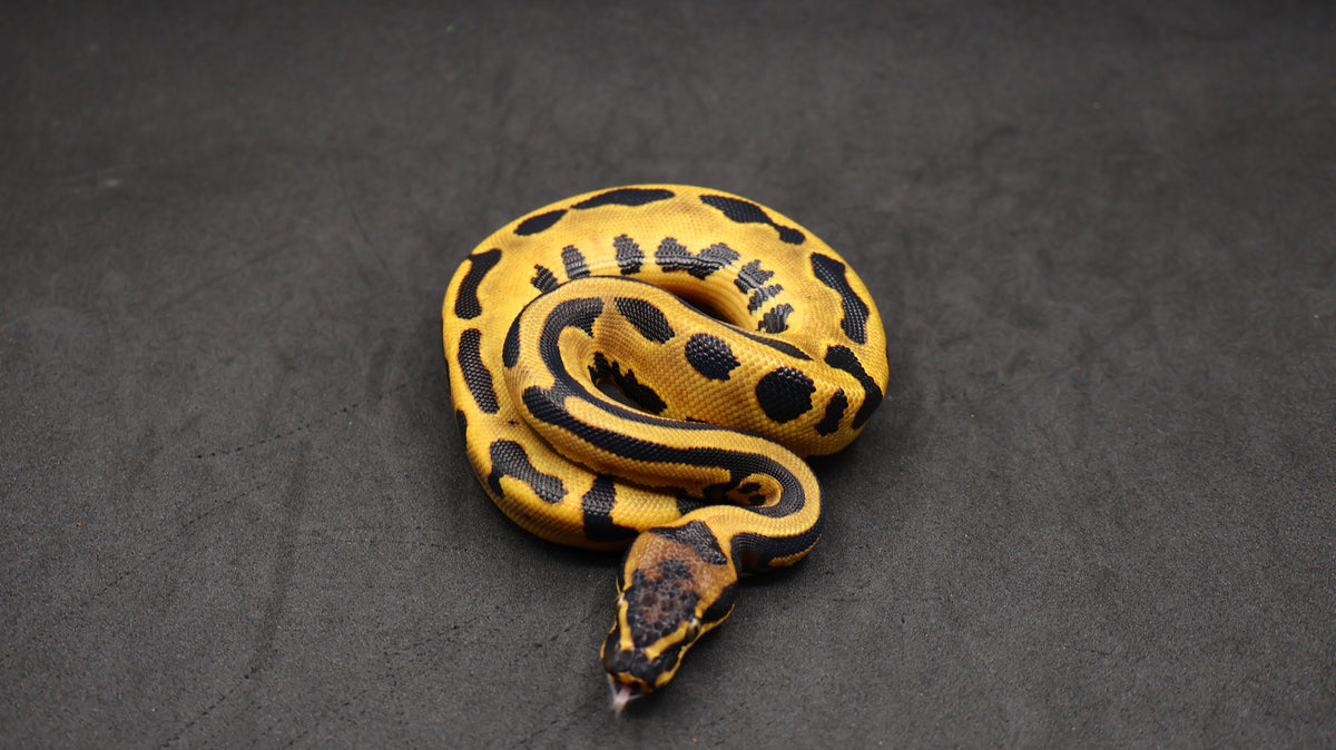 PITON BOLA HEMBRA ORANGE DREAM (POSS SOD) LEOPARD YELLOWBELY HET CLOWN POSS HET PIED