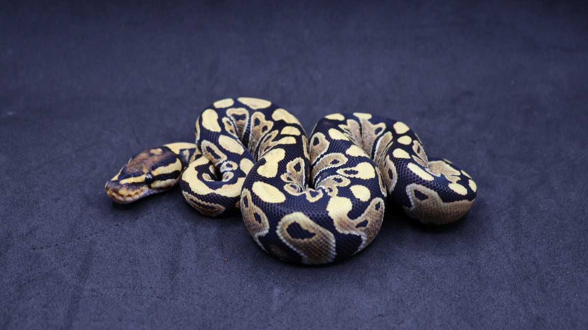PITON BOLA HEMBRA DESERT GHOST HET CLOWN/HYPO