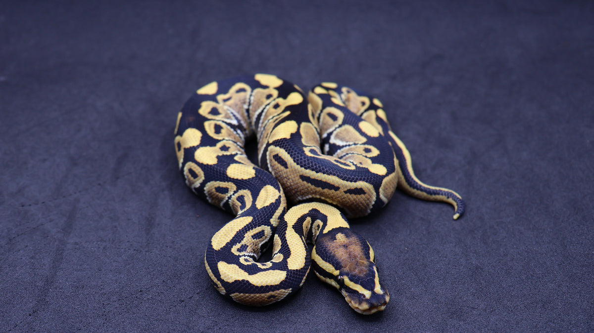 PITON BOLA MACHO DESERT GHOST HET CLOWN POSS HET HYPO