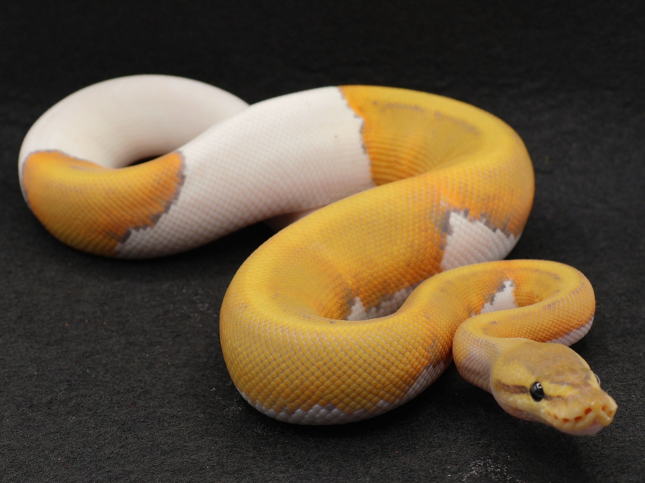 PITON BOLA MACHO GENETIC STRIPE HYPO PIED